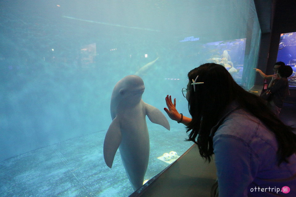 【日本三重】鳥羽水族館Toba Aquarium的可愛海洋居民