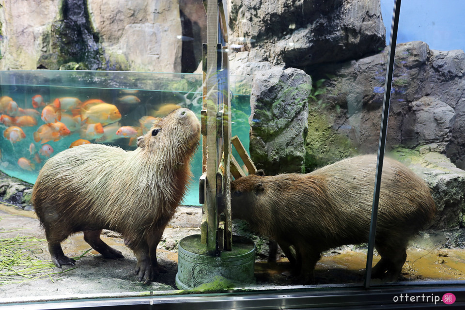 【日本三重】鳥羽水族館Toba Aquarium的可愛海洋居民