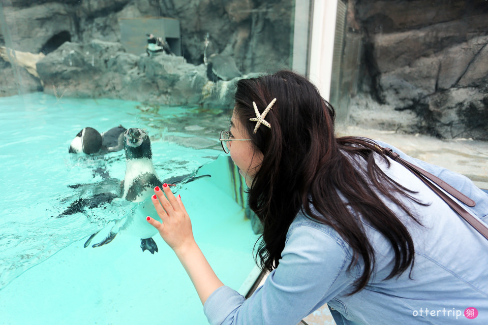 【日本三重】鳥羽水族館Toba Aquarium的可愛海洋居民