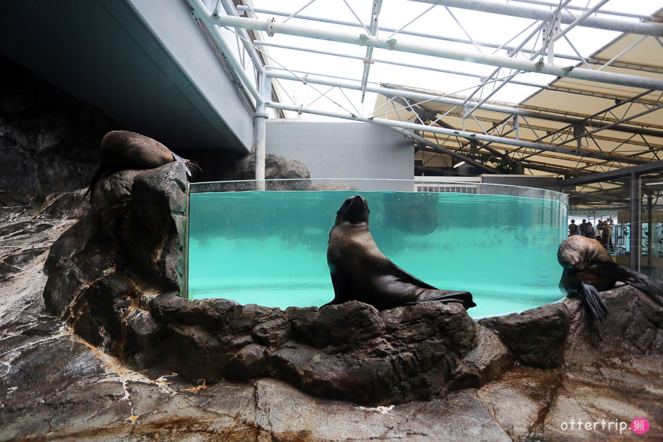 【日本三重】鳥羽水族館Toba Aquarium的可愛海洋居民