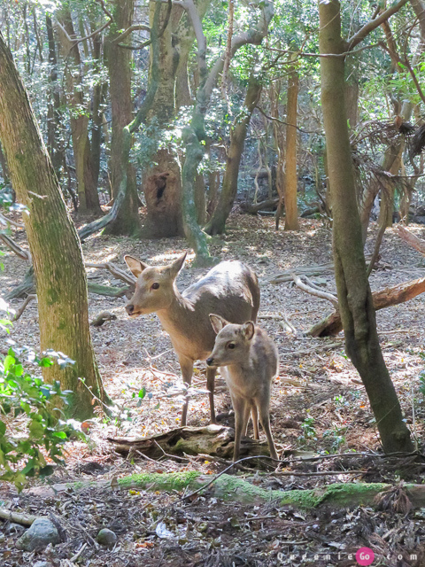 「日本關西奈良」穿越奈良公園看春日大社｀世界遺產東大寺及二月堂