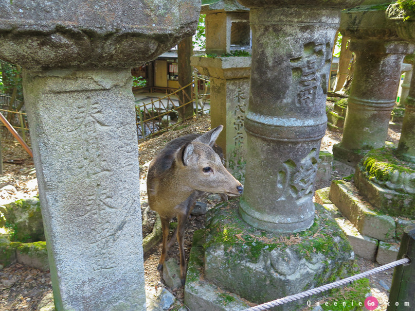 「日本關西奈良」穿越奈良公園看春日大社｀世界遺產東大寺及二月堂