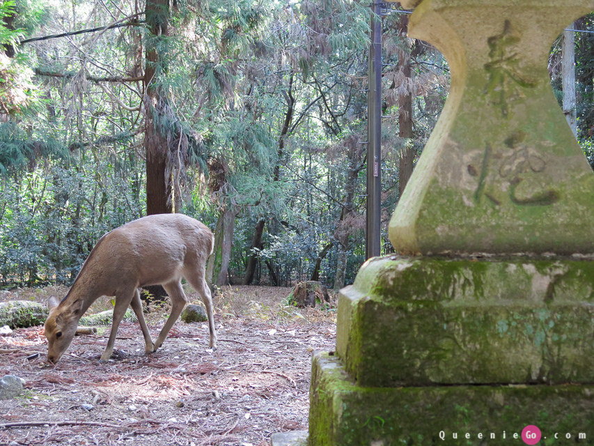 「日本關西奈良」穿越奈良公園看春日大社｀世界遺產東大寺及二月堂