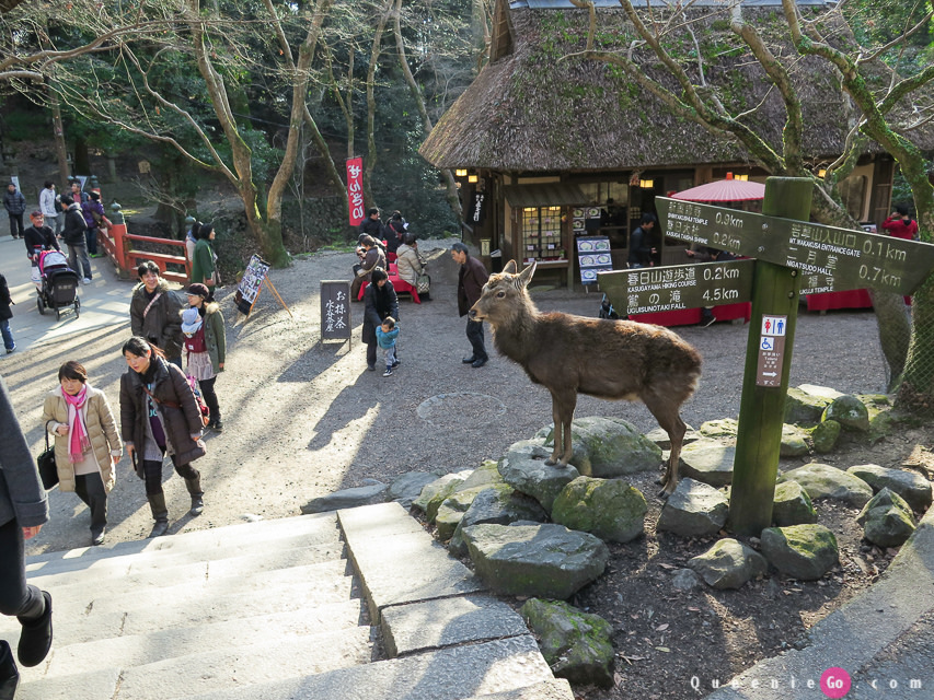 「日本關西奈良」穿越奈良公園看春日大社｀世界遺產東大寺及二月堂