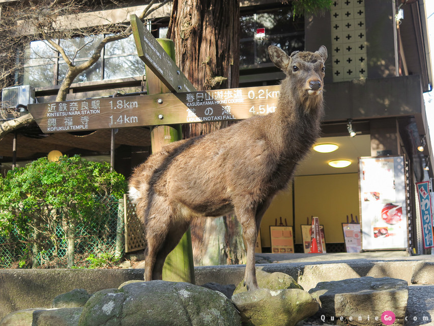 「日本關西奈良」穿越奈良公園看春日大社｀世界遺產東大寺及二月堂