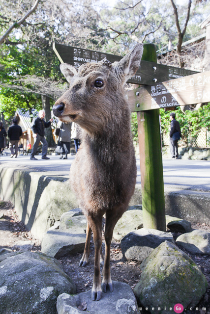 「日本關西奈良」穿越奈良公園看春日大社｀世界遺產東大寺及二月堂