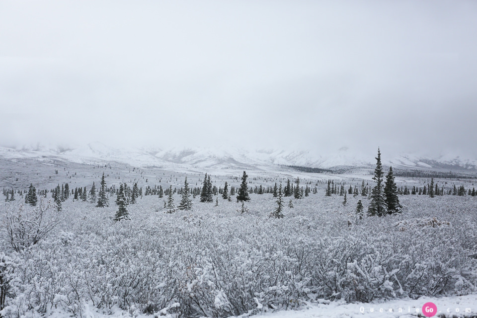 ［阿拉斯加必游景點］迪納利國家公園Denali National Park的初雪