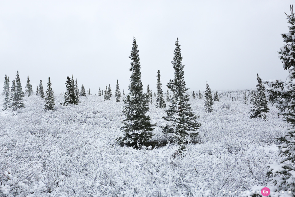 ［阿拉斯加必游景點］迪納利國家公園Denali National Park的初雪