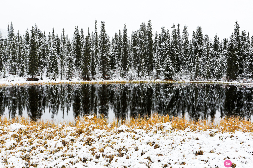 ［阿拉斯加必游景點］迪納利國家公園Denali National Park的初雪