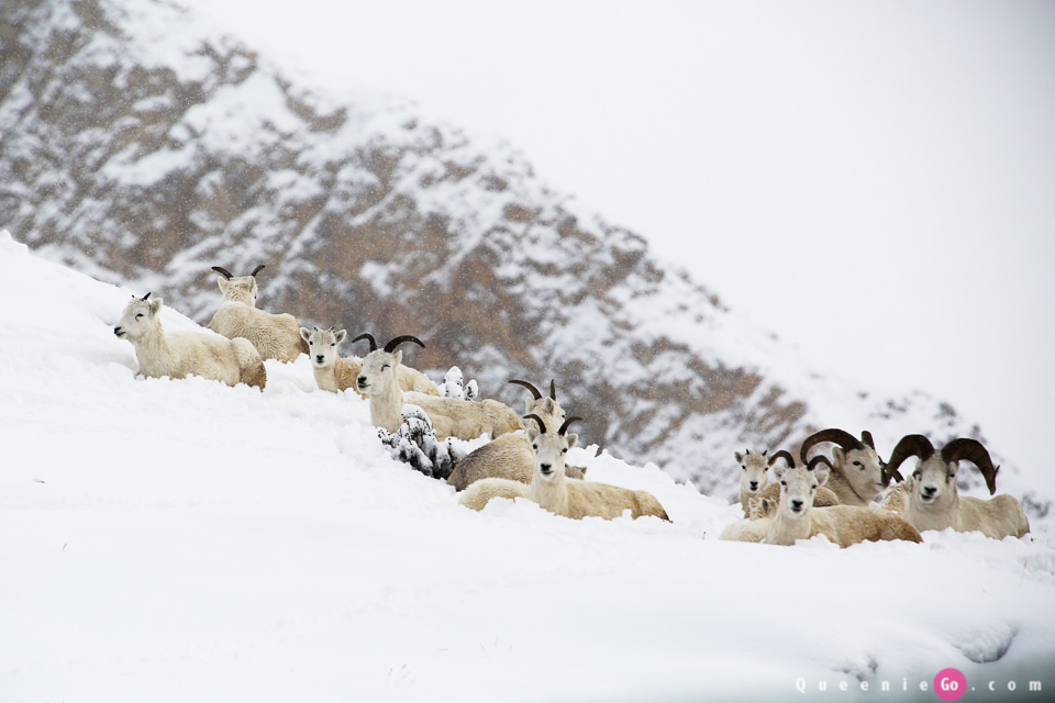 ［阿拉斯加必游景點］迪納利國家公園Denali National Park的初雪