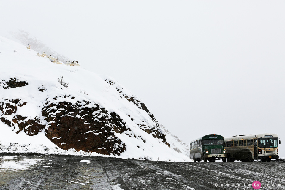 ［阿拉斯加必游景點］迪納利國家公園Denali National Park的初雪