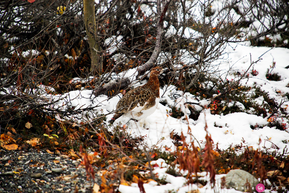 ［阿拉斯加必游景點］迪納利國家公園Denali National Park的初雪