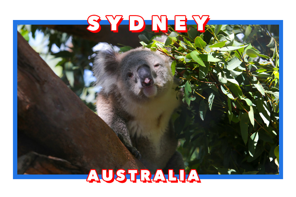澳洲雪梨親子景點 塔龍加動物園Taronga Zoo和無尾熊拍照