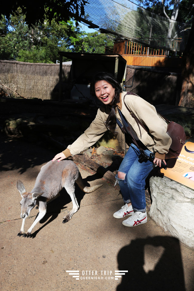 澳洲雪梨親子景點 塔龍加動物園Taronga Zoo和無尾熊拍照