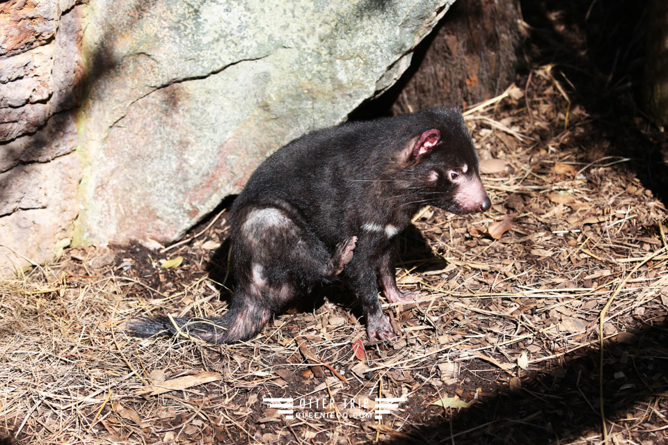 澳洲雪梨親子景點 塔龍加動物園Taronga Zoo和無尾熊拍照