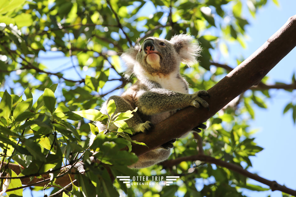 澳洲雪梨親子景點 塔龍加動物園Taronga Zoo和無尾熊拍照