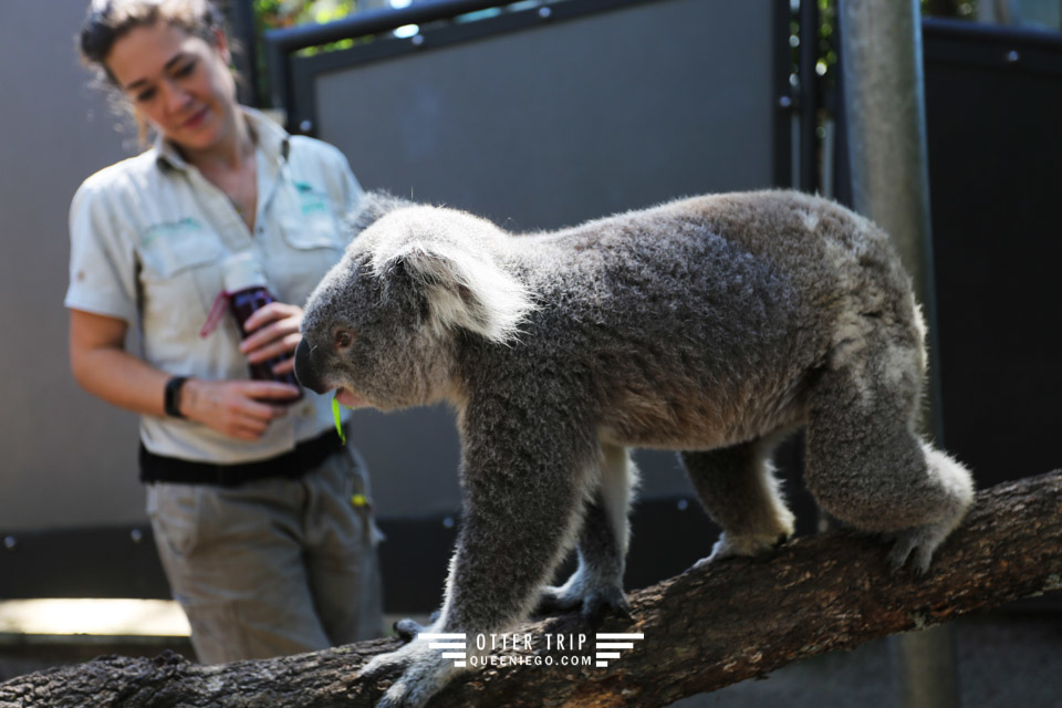 澳洲雪梨親子景點 塔龍加動物園Taronga Zoo和無尾熊拍照