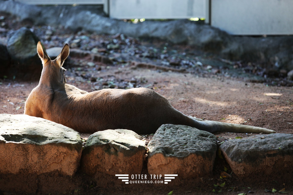 澳洲雪梨親子景點 塔龍加動物園Taronga Zoo和無尾熊拍照