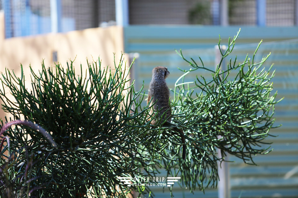 澳洲雪梨親子景點 塔龍加動物園Taronga Zoo和無尾熊拍照