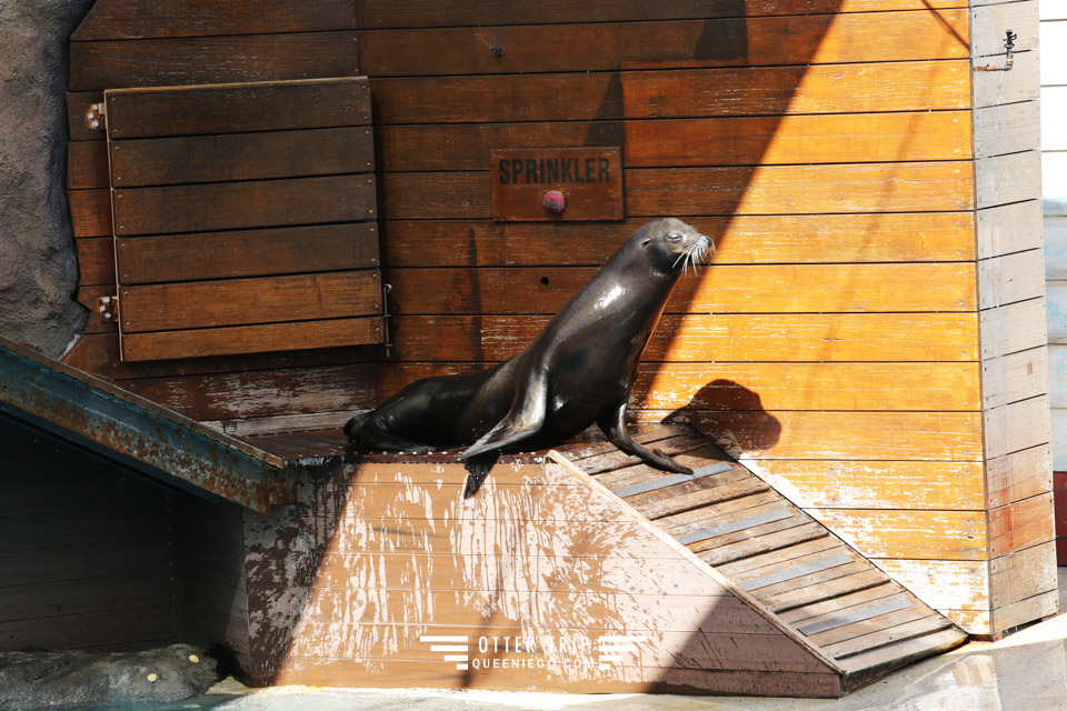 澳洲雪梨親子景點 塔龍加動物園Taronga Zoo和無尾熊拍照