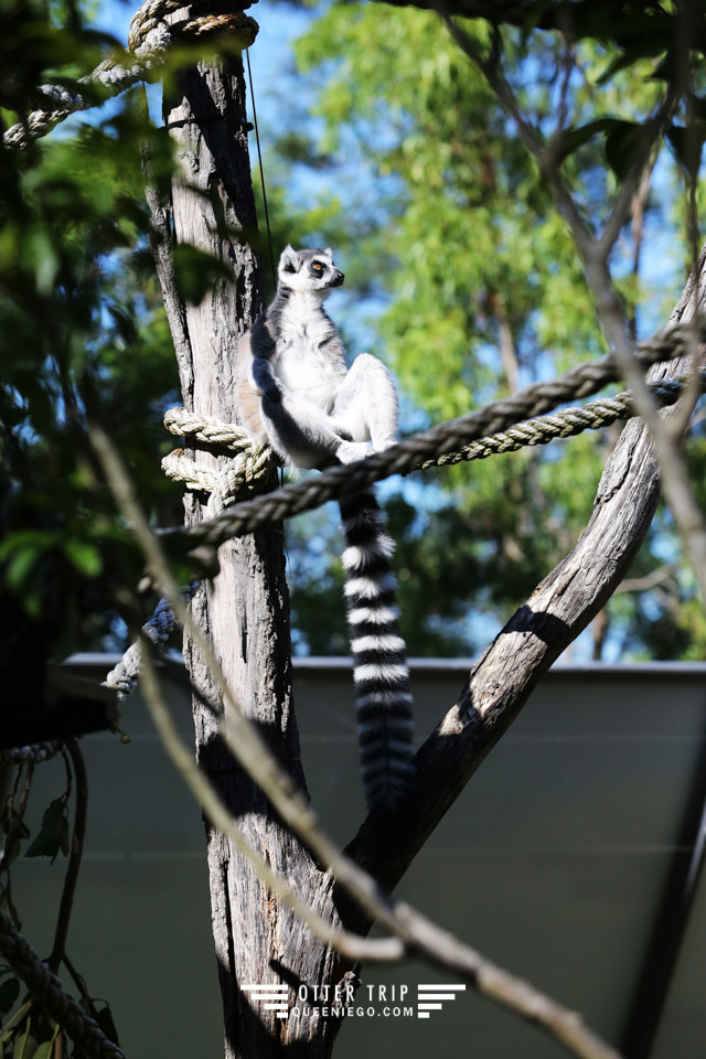 澳洲雪梨親子景點 塔龍加動物園Taronga Zoo和無尾熊拍照