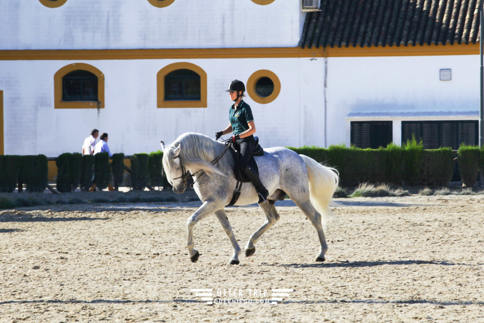 西班牙Jerez赫雷斯景點 安達魯西亞皇家馬術學校看馬術表演和馬車博物館接觸名駒