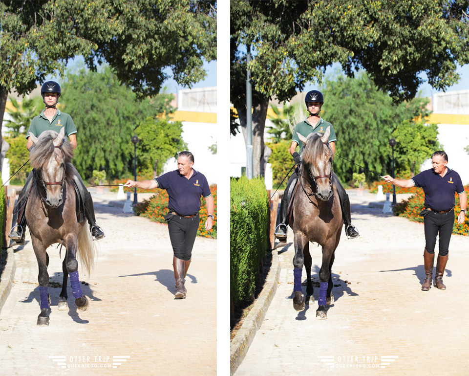 西班牙Jerez赫雷斯景點 安達魯西亞皇家馬術學校看馬術表演和馬車博物館接觸名駒