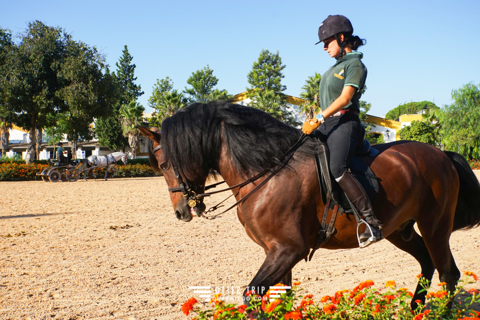 西班牙Jerez赫雷斯景點 安達魯西亞皇家馬術學校看馬術表演和馬車博物館接觸名駒