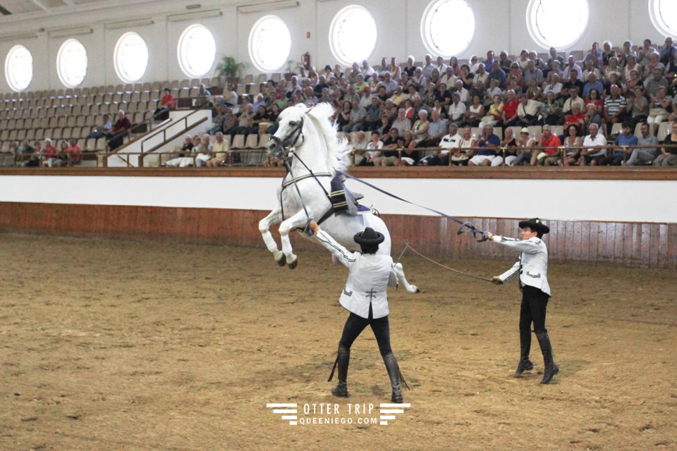 西班牙Jerez赫雷斯景點 安達魯西亞皇家馬術學校看馬術表演和馬車博物館接觸名駒