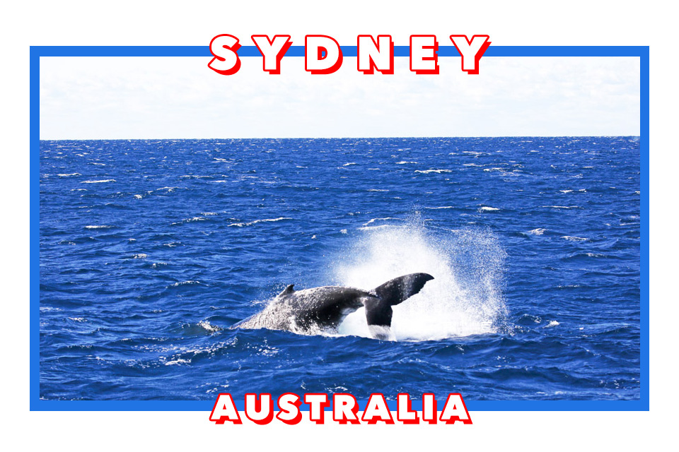 澳洲雪梨景點 captain cook cruises sydney出海賞鯨 Whale Watching Sydney 雪梨親子景點 澳洲雪梨景點 captain cook cruises sydney出海賞鯨 Whale Watching Sydney 雪梨親子景點