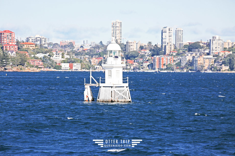 澳洲雪梨景點 captain cook cruises sydney出海賞鯨 Whale Watching Sydney 雪梨親子景點