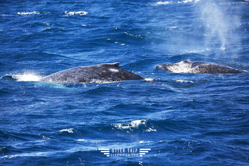 澳洲雪梨景點 captain cook cruises sydney出海賞鯨 Whale Watching Sydney 雪梨親子景點