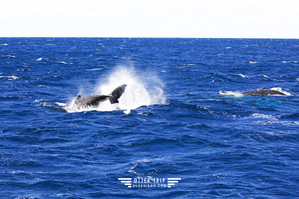 澳洲雪梨景點 captain cook cruises sydney出海賞鯨 Whale Watching Sydney 雪梨親子景點