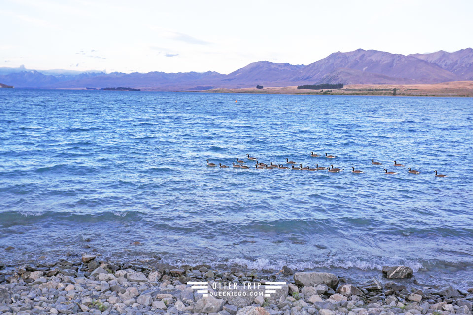 紐西蘭南島自駕游 Lake Tekapo提卡波湖畔的牧羊人教堂觀星及Kohan湖畔餐廳吃鮭魚壽司