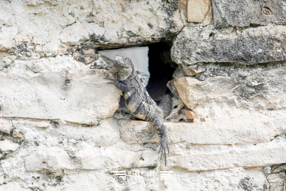 墨西哥圖盧姆 加勒比海的馬雅遺址Tulum Archaeological Site 猶加敦半島景點