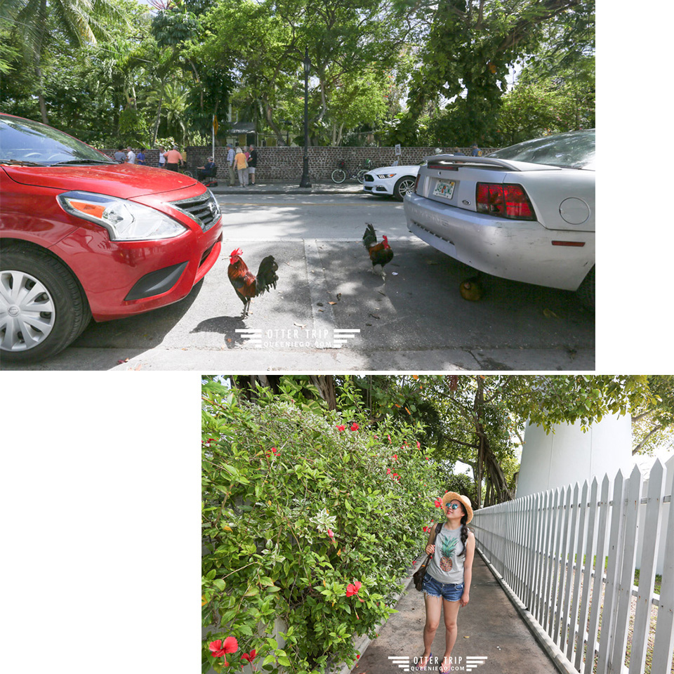 美國佛羅里達州 Key West景點 海明威故居博物館找六指貓 Hemingway’s Home