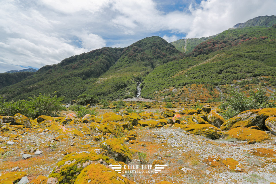 紐西蘭 Fox Glacier&Franz Josef Glacier 冰河徒步道Ka Roimata O Hine Hukatere Track及Fox Glacier Valley Walk