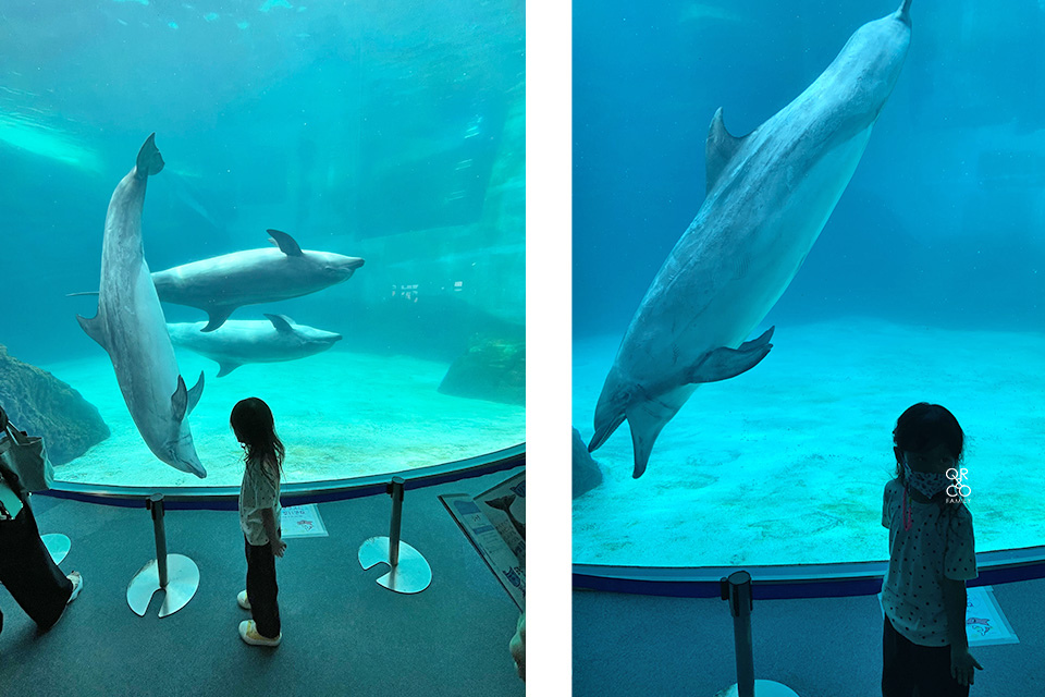 【名古屋親子自由行】名古屋親子旅遊必去景點 名古屋港水族館看