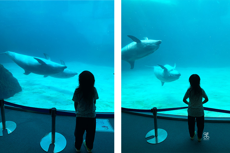 【名古屋親子自由行】名古屋親子旅遊必去景點 名古屋港水族館看