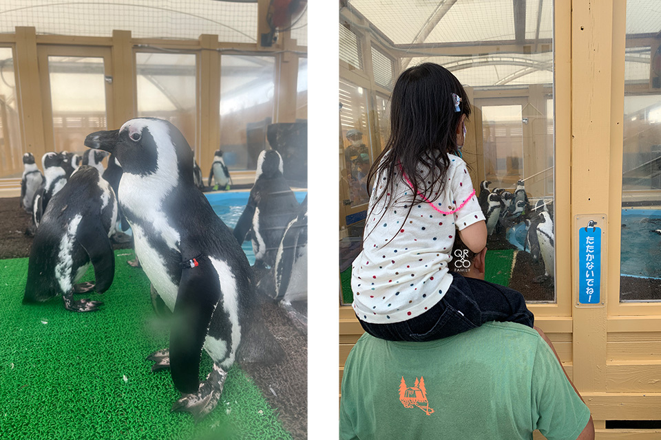 【名古屋親子自由行】名古屋親子旅遊必去景點 名古屋港水族館看