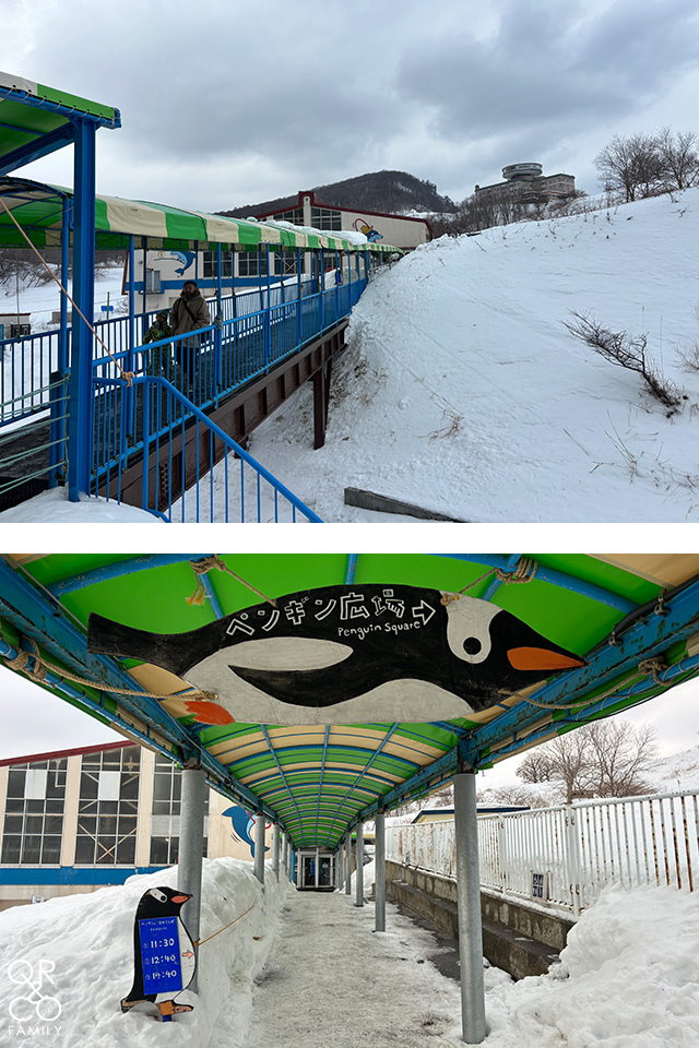 小樽景點 小樽水族館 冬季限定雪中企鵝散步 北海道冬天景點