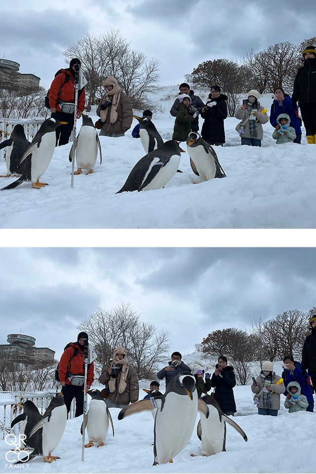 小樽景點 小樽水族館 冬季限定雪中企鵝散步 北海道冬天景點