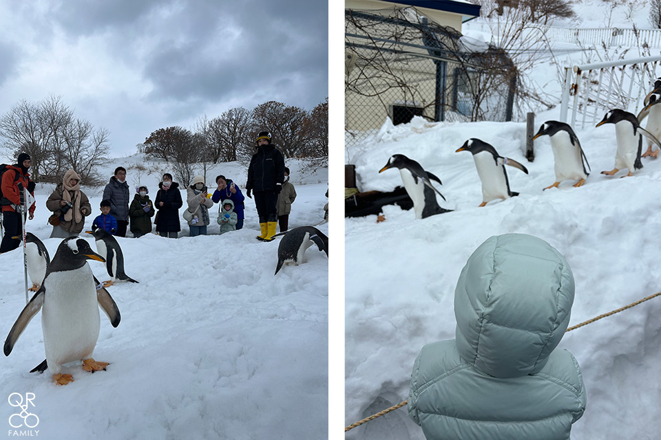 小樽景點 小樽水族館 冬季限定雪中企鵝散步 北海道冬天景點