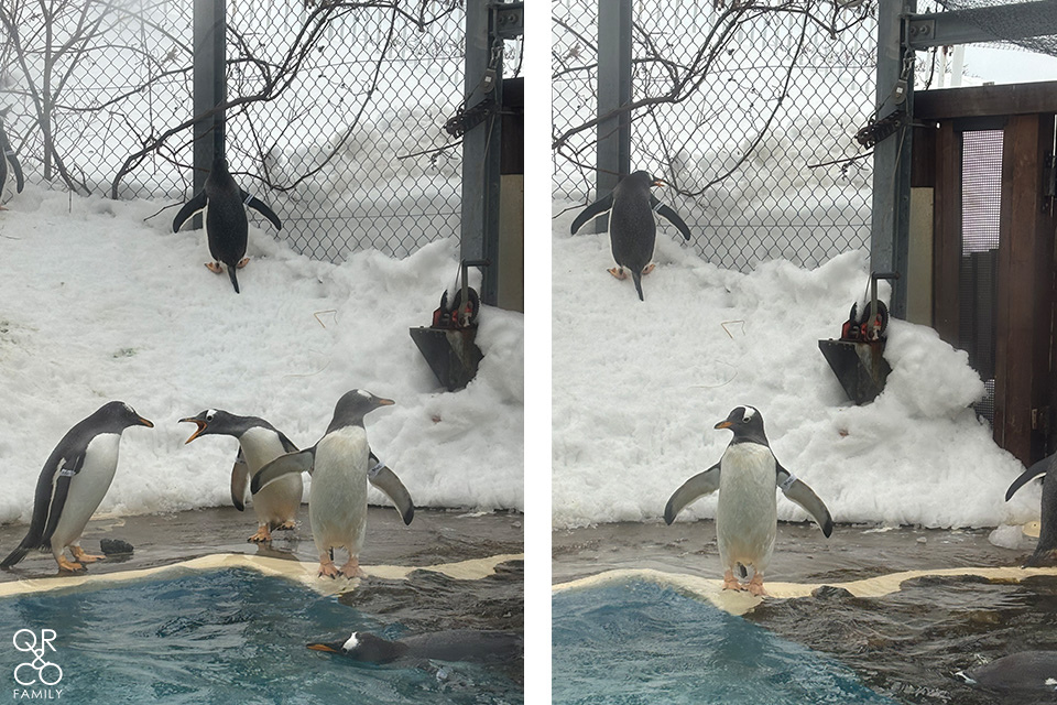 小樽景點 小樽水族館 冬季限定雪中企鵝散步 北海道冬天景點