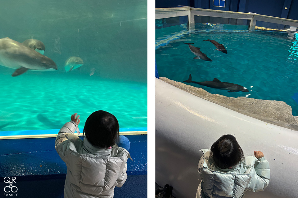 小樽景點 小樽水族館 冬季限定雪中企鵝散步 北海道冬天景點