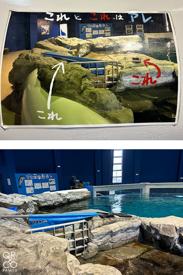 小樽景點 小樽水族館 冬季限定雪中企鵝散步 北海道冬天景點