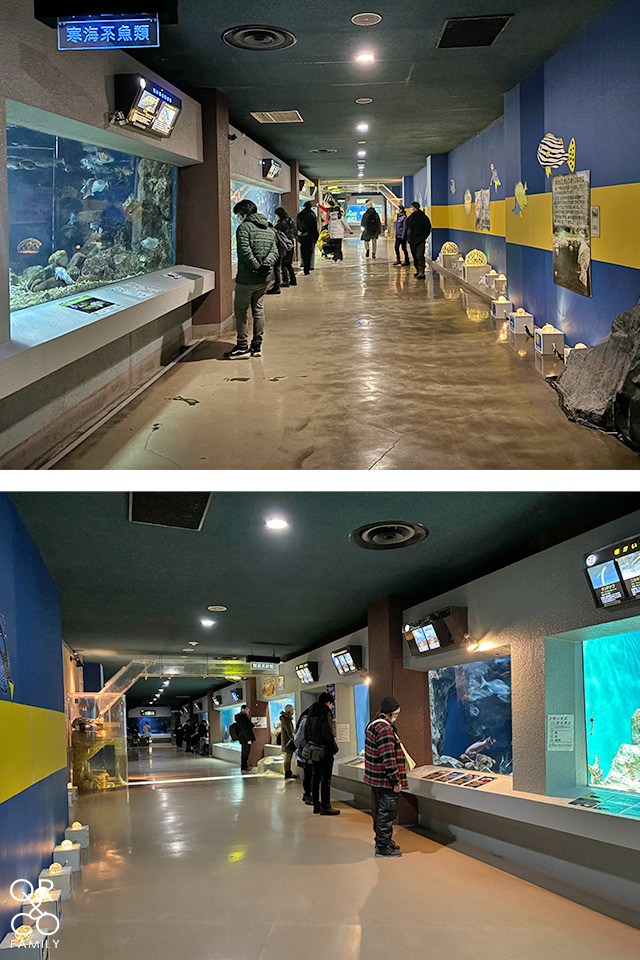 小樽景點 小樽水族館 冬季限定雪中企鵝散步 北海道冬天景點