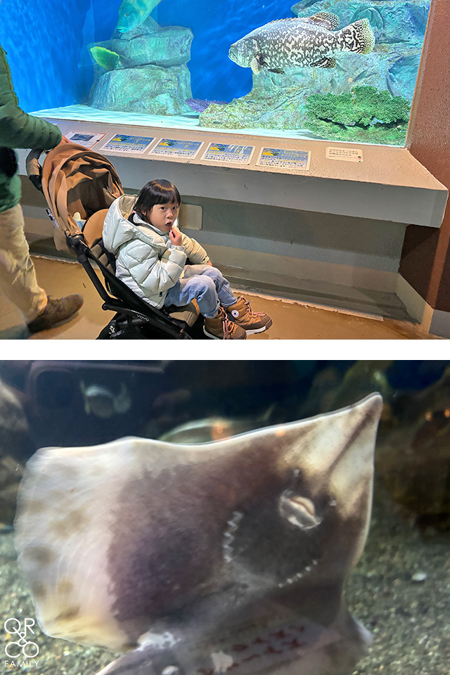 小樽景點 小樽水族館 冬季限定雪中企鵝散步 北海道冬天景點