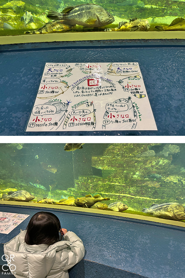 小樽景點 小樽水族館 冬季限定雪中企鵝散步 北海道冬天景點