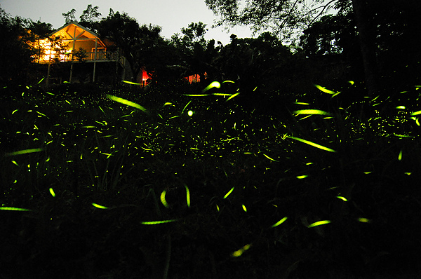 firefly-1.jpg